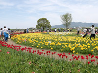 のおがたチューリップフェア